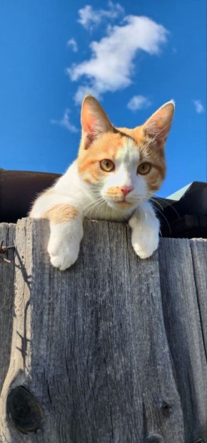 ������ ����, ����������� � ����� �������