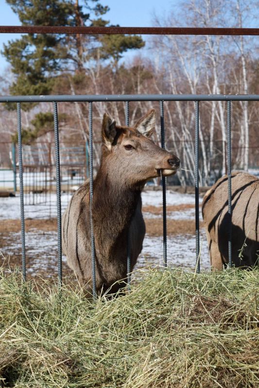 �������� ������ ��������� �����