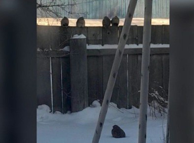 ������ ��������� ��������� �� ���� ���� ���������� � ��������������� �����