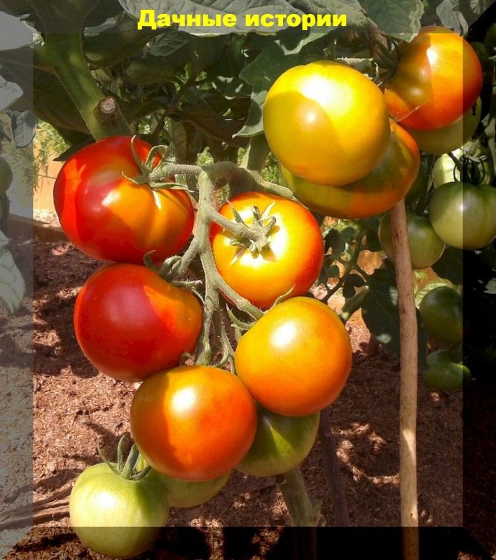 ������ ������������� ������ ��� ��������� ������: ��� ��������� ������ � �������� ��������