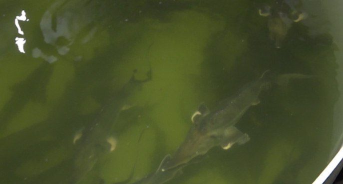 ���������� ������ ���������� � ����