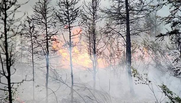 Первый в 2026 году лесной пожар потушили в Забайкалье