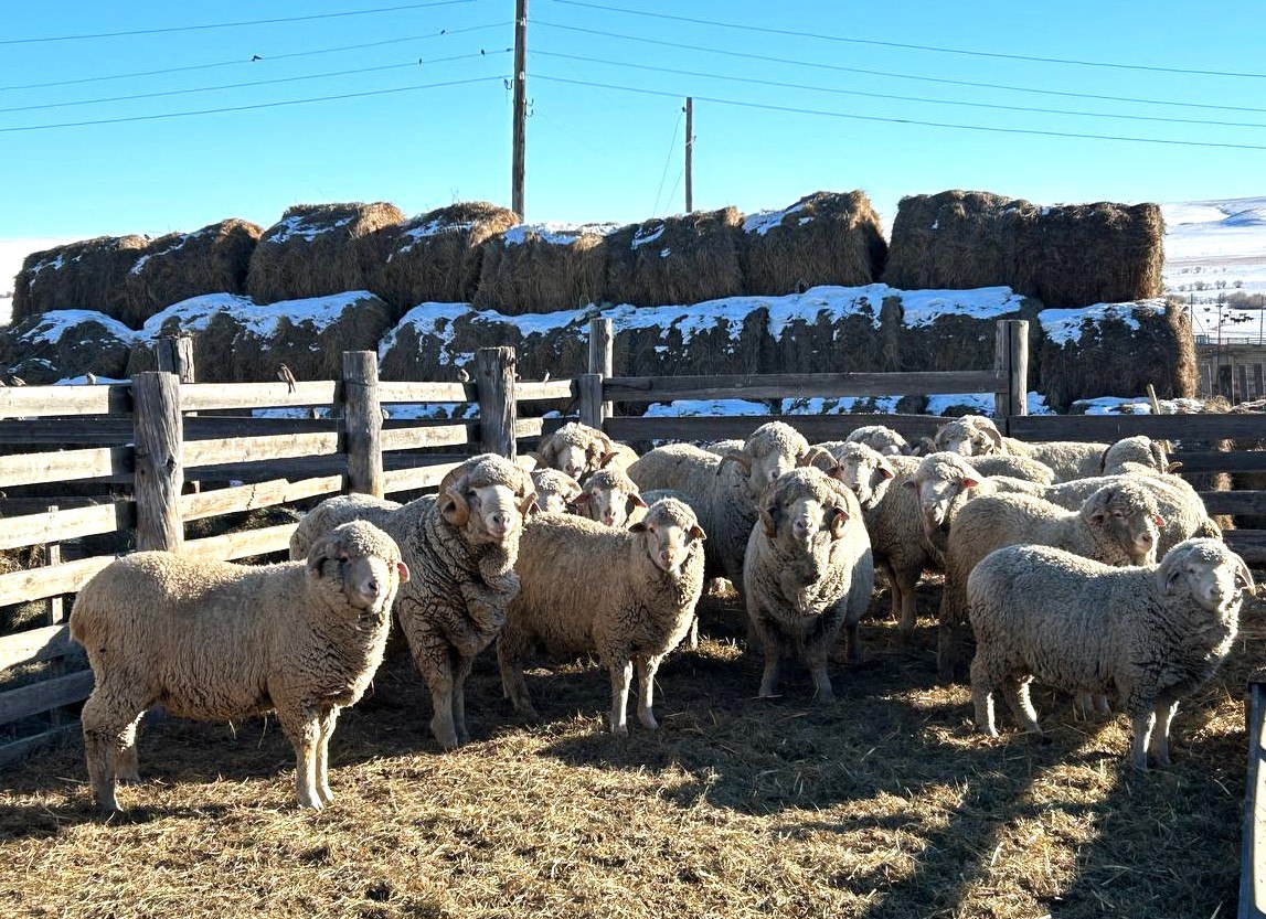 Животноводам Забайкалья увеличат господдержку на развитие кормовой базы