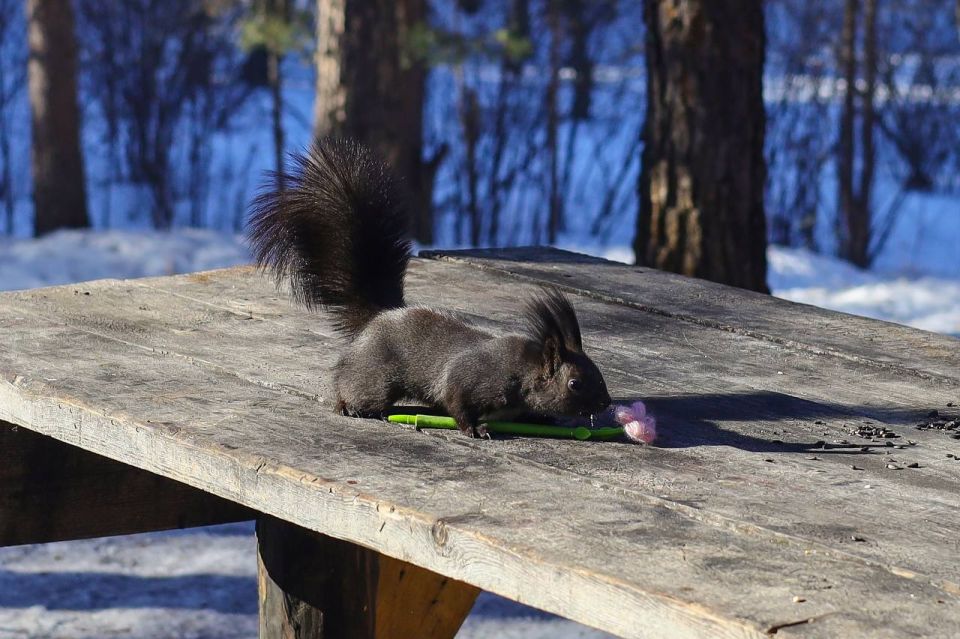 ������ ����, �����������!. ��� ������� � ��������