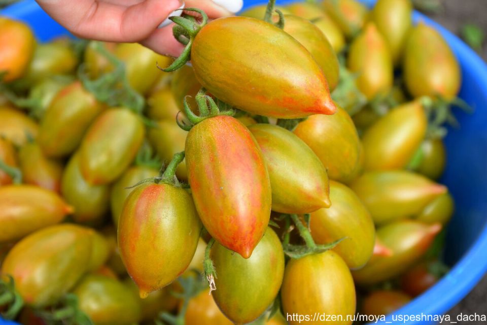 ������� ������ ������ ������� � ������� ������������