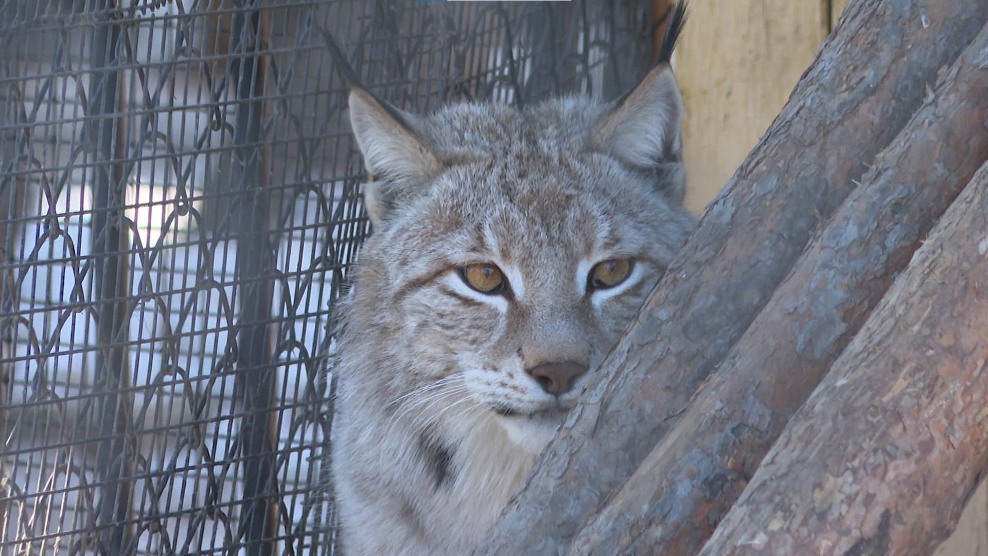 12345Как пережили зиму животные в читинском зоопарке