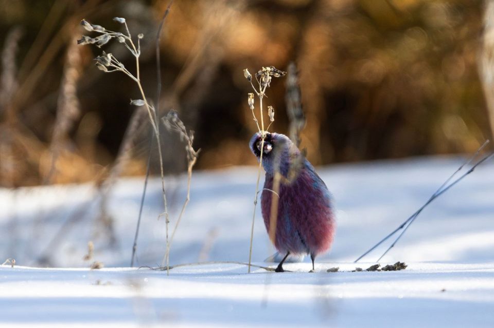 ������ ����, ����������! �� ��������� �����������, 15 �����