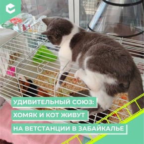 ����������������� �������������