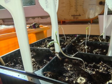 Как не испортить рассаду томатов: основные ошибки и их исправления