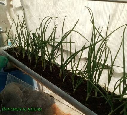 Как вырастить яровой зеленый лук: советы по посадке и уходу