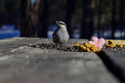 ������ ��������. ��������, ��� �� ������ ����� ���� �����