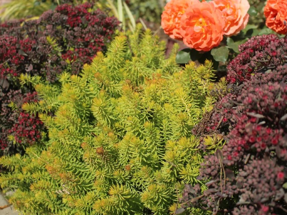 ���������� �������� ������ 'Angelina'