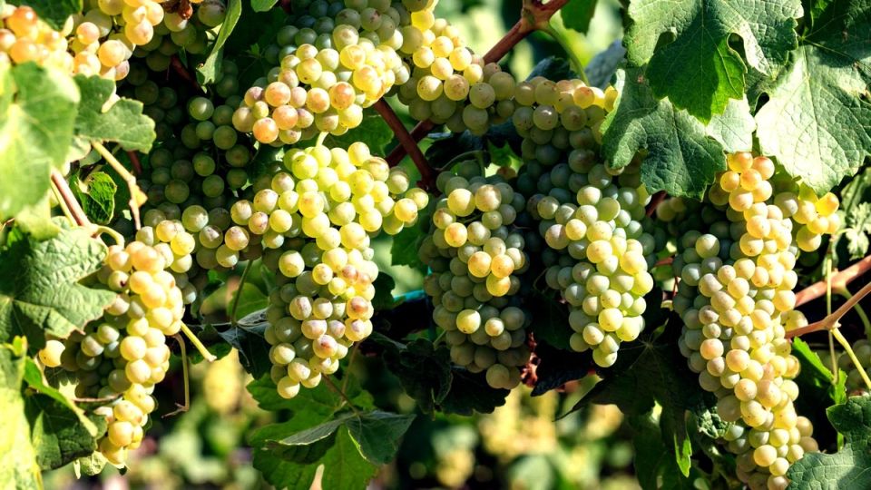 Шенен Блан: сокровища белого винограда