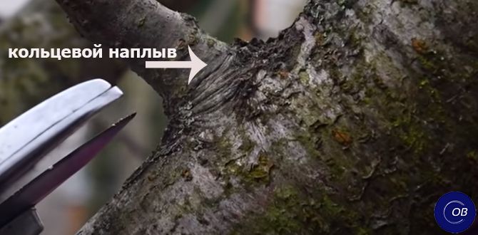 Как избежать ошибок при обрезке плодовых деревьев