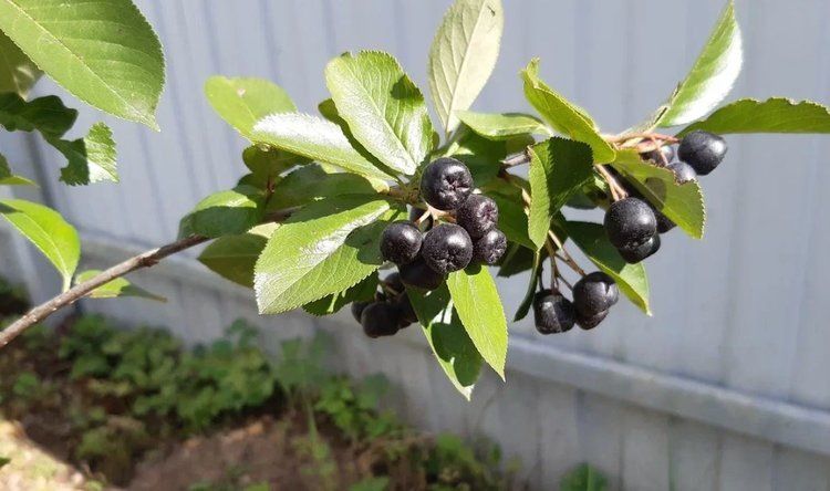 ��� ���������� ������������ ������ �� ����: ������ �������