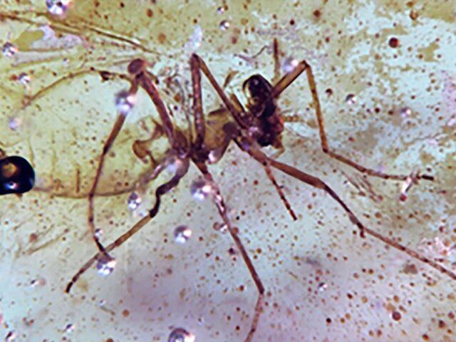 ���������� ������� � ��������