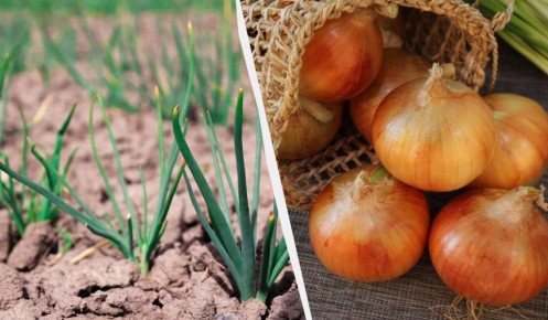 ����� ������� ����: 7 ������, ������� ������� �������� ������