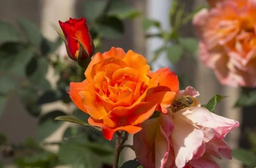 ��� �������� ���� �� ������ �������: �������� ������