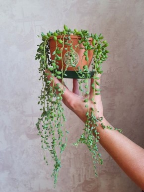 Тайны ухода за крестовником: как вырастить жемчужную нить в домашних условиях