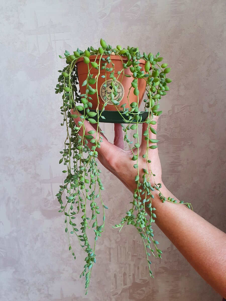 Тайны ухода за крестовником: как вырастить жемчужную нить в домашних условиях