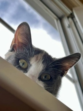 ������ ����. ������ ��� ������������� � ������ ��������