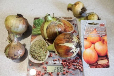 Лук за один год: как вырастить сорт “Экстерн” из семян