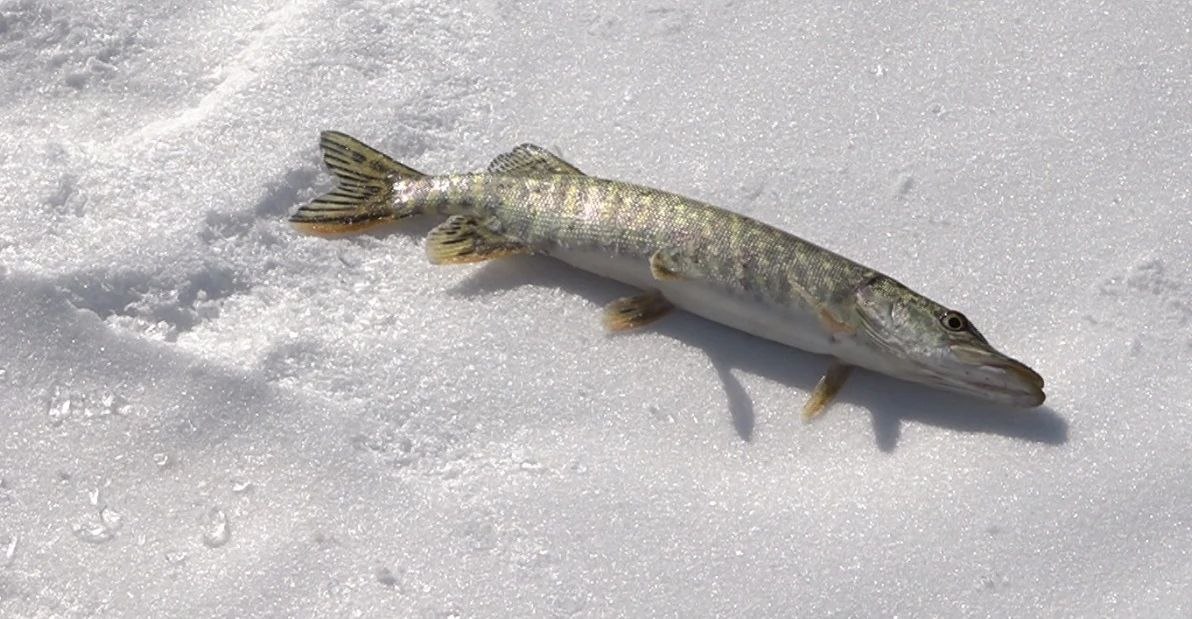 «Рыбомания-2026». На Иван озере в Читинском округе сегодня проходил фестиваль под таким названием «Рыбомания-2026». На Иван озере в Читинском округе сегодня проходил фестиваль под таким названием