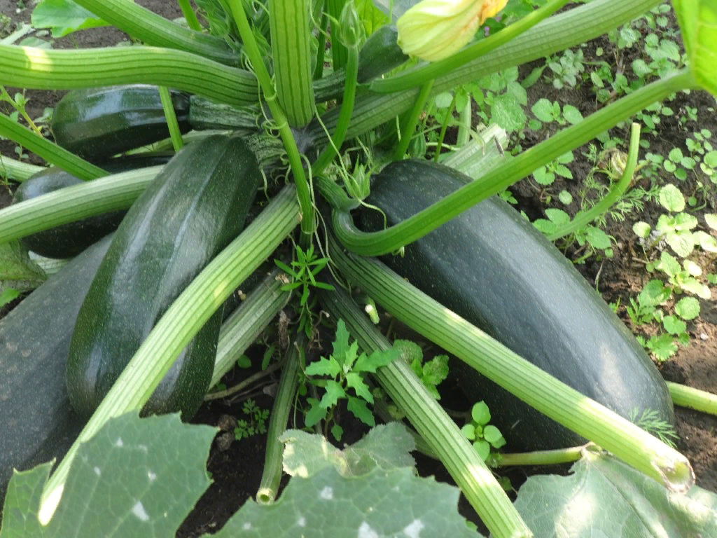 Почему высокие грядки — идеальное решение для кабачков