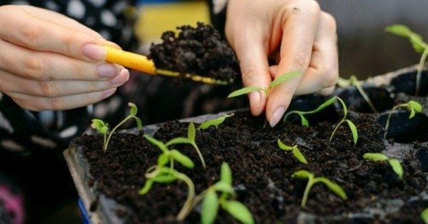 Как правильно подготовить почву для здоровой рассады