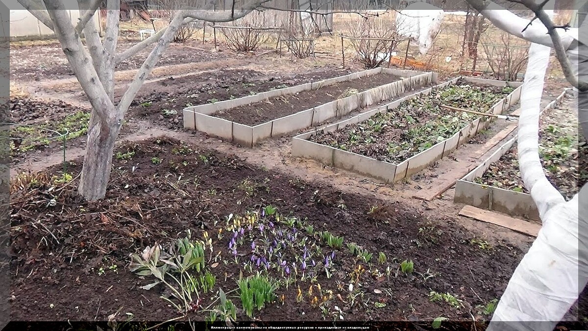 Март на даче: что нужно успеть сделать в саду и теплице