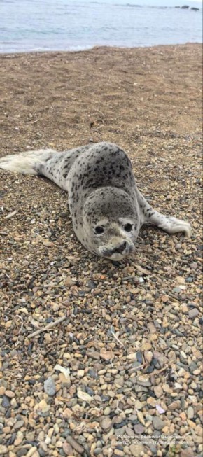 В реабилитационный центр «Тюлень» в Приморье привезли первых спасённых тюленят этого сезона