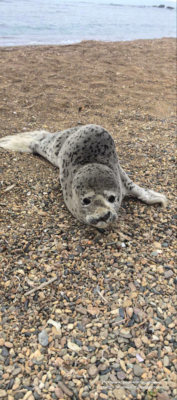 В реабилитационный центр «Тюлень» в Приморье привезли первых спасённых тюленят этого сезона