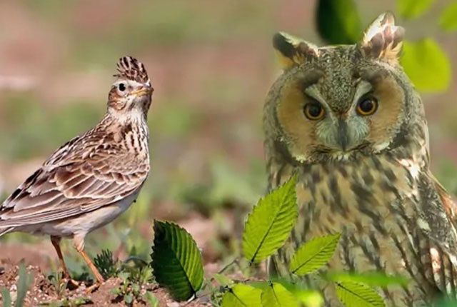 Как биоритмы влияют на вашу продуктивность и завтрак