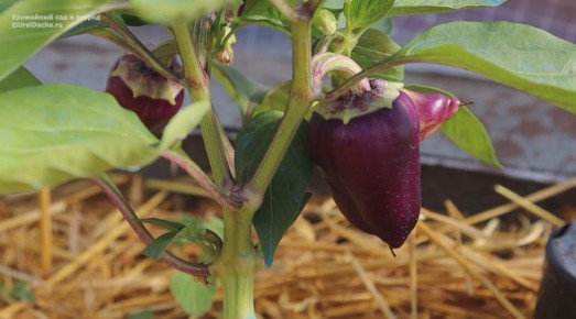 Как правильно подкармливать перец в июне для богатого урожая