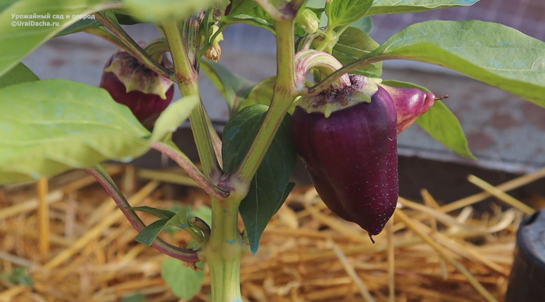 Как правильно подкармливать перец в июне для богатого урожая