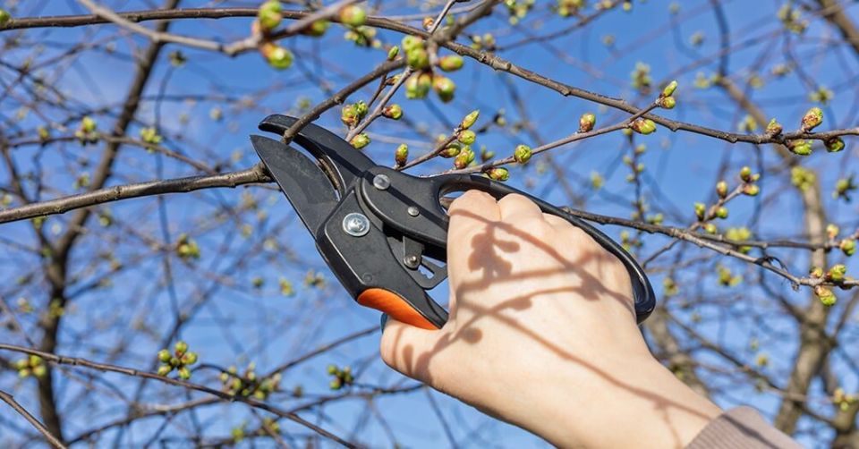 Реанимация сада: как восстановить растения после зимы