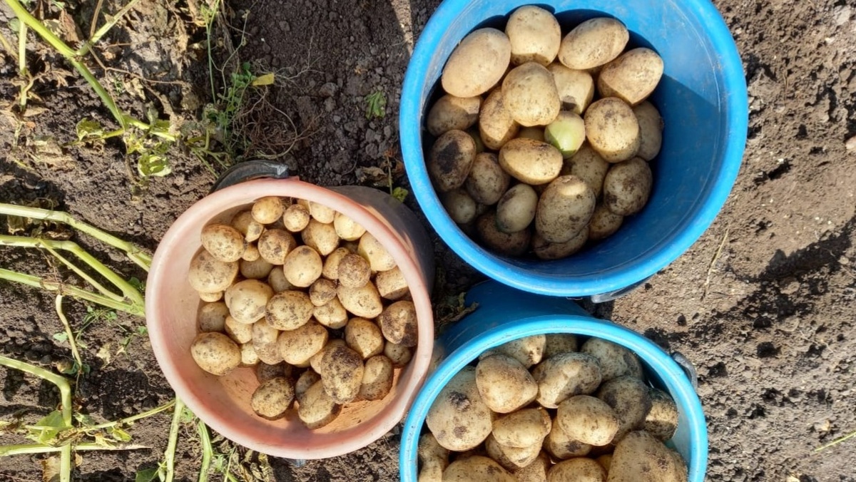 Как вырастить 15 мешков картошки с 5 соток: три ключевые ошибки и их исправления