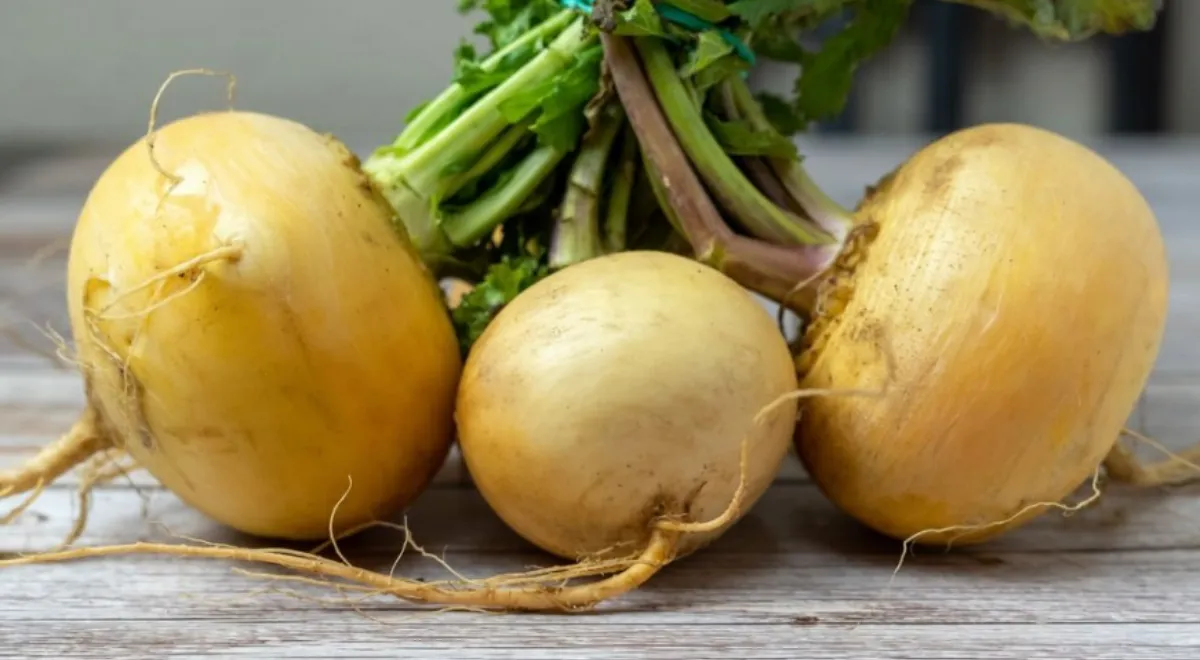 Лучшие овощи августа для вашего меню