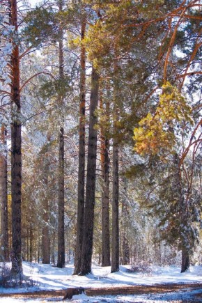 Доброе утро. С новой рабочей неделей, забайкальцы