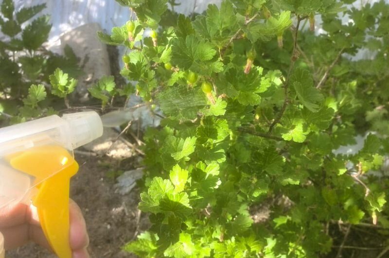 Эффективные способы защиты крыжовника от мучнистой росы весной