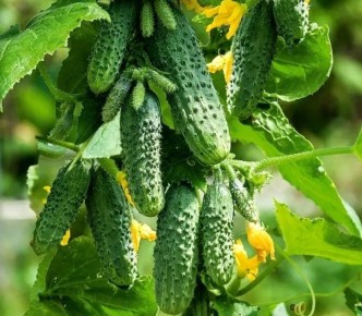 Агрометеорология: Поливы в августе и сентябре