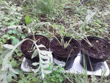 �������� ����: �������� � ����������