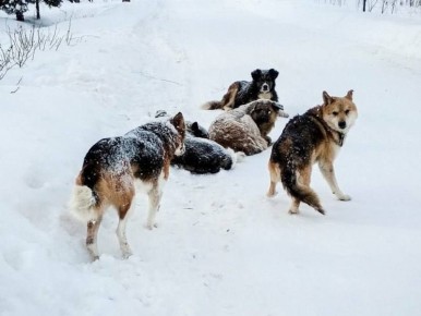 ��������� ����� �� ������ ���� ���������� ������