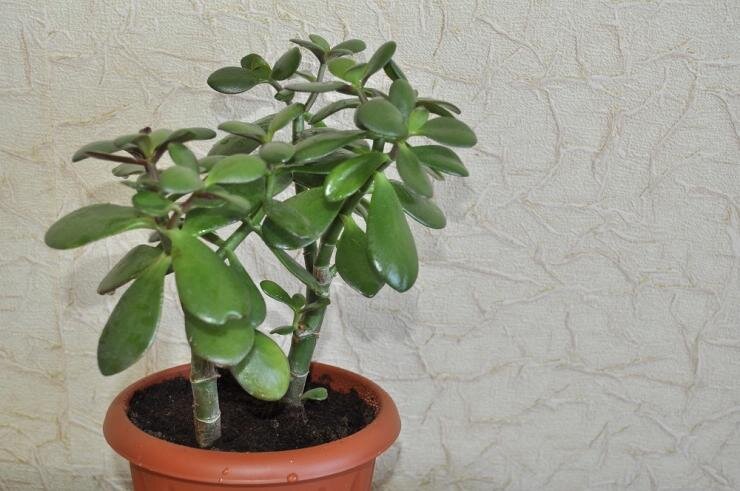 Денежное дерево: секреты успешного ухода и размножения