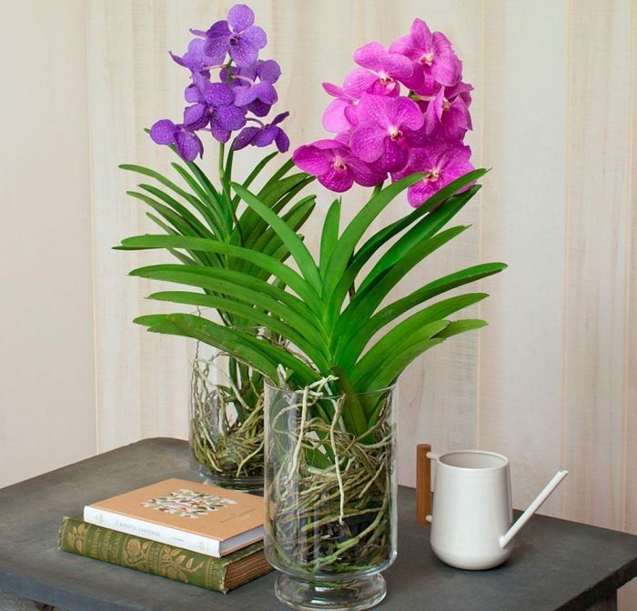 Орхидея Ванда: Уход, Размножение и Советы для Начинающих