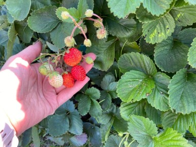 ������� ������ ���� ��������: �� ���� ����� ����� ������� ��������