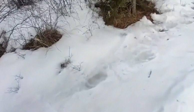 В Забайкалье после спячки вышел косолапый