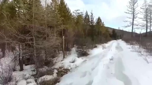 Весна разбудила медведя в Джилинском заказнике