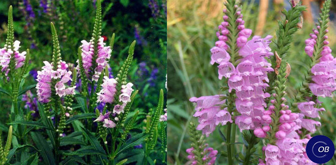 Физостегия: идеальное решение для вашего сада