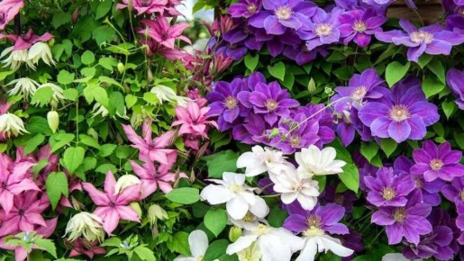 ����� � ����� �� ����������� � ����� �������: �������� �������